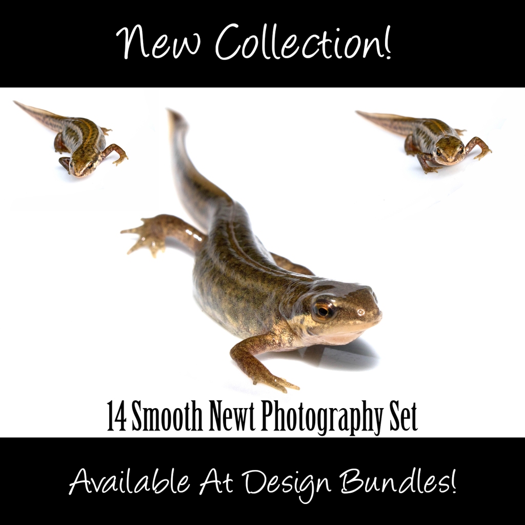 Smooth Pond Newt Photography Collection by Squeeb Creative